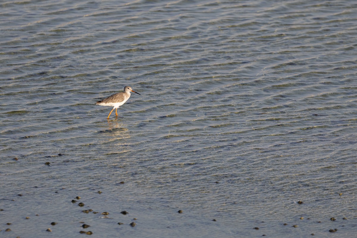 Common Redshank - ML645154548