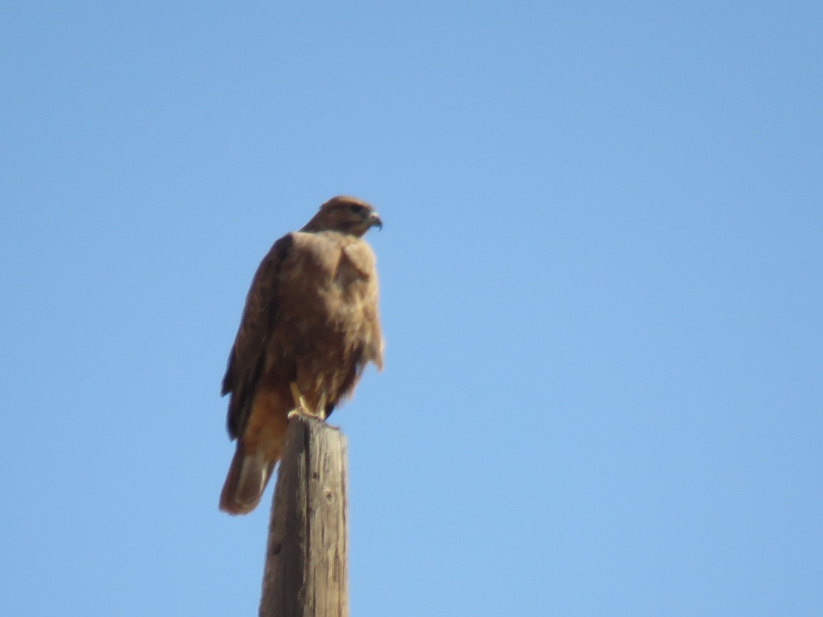 Курганник - ML645154560