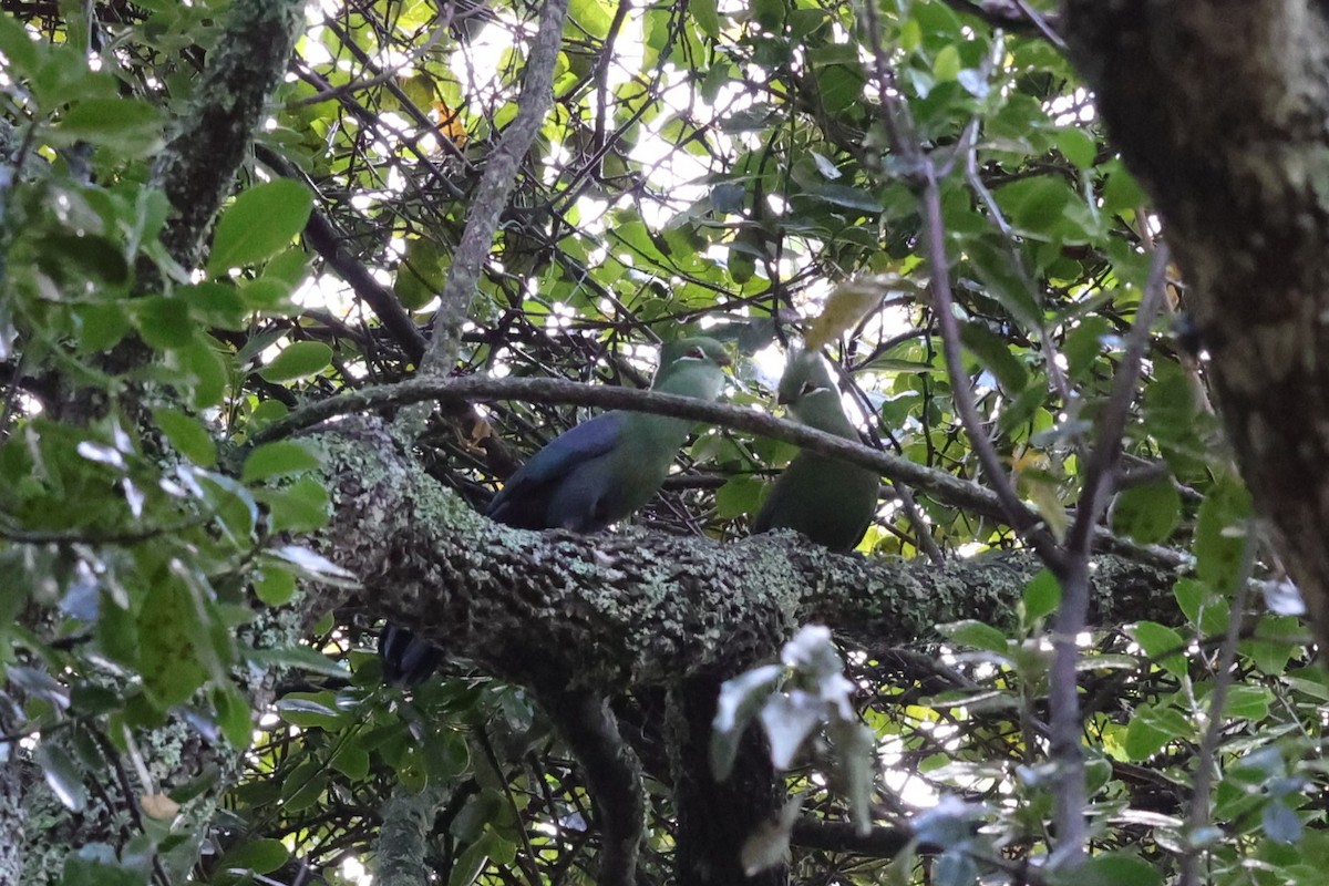 Knysna Turaco - ML645154569