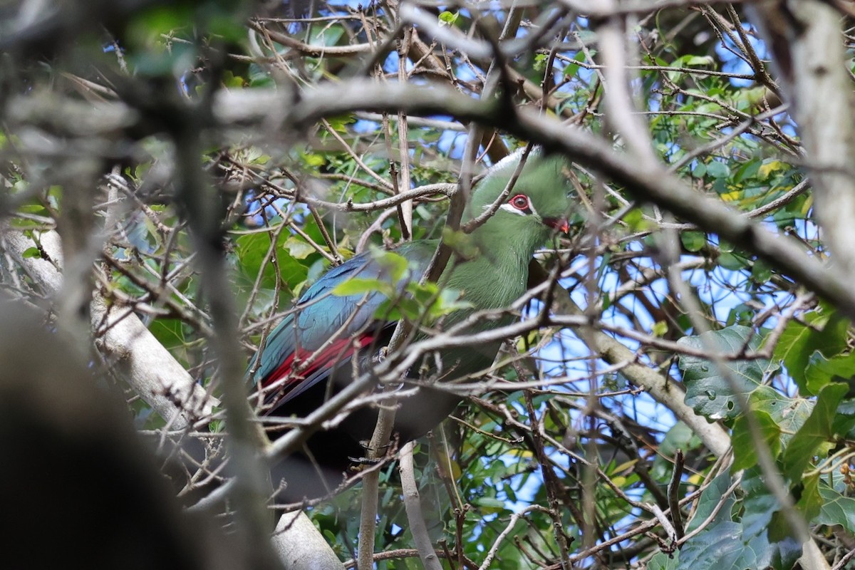 Knysna Turaco - ML645154570