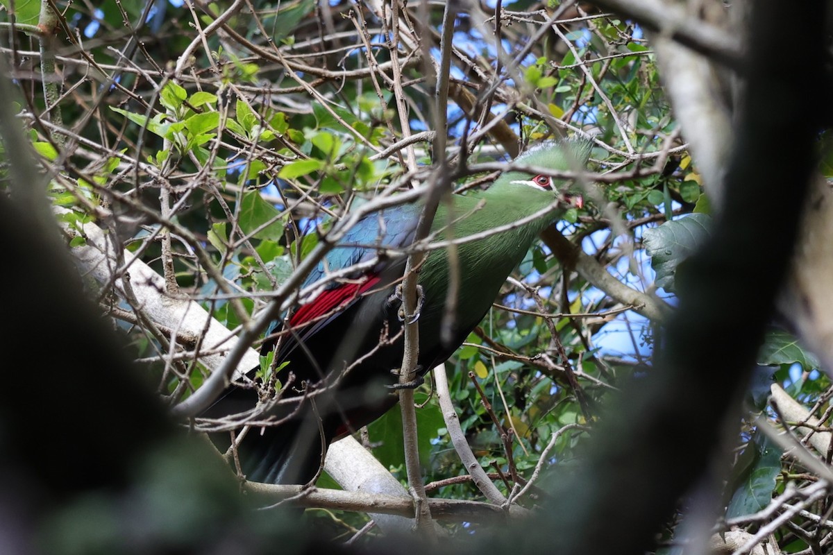 Knysna Turaco - ML645154571