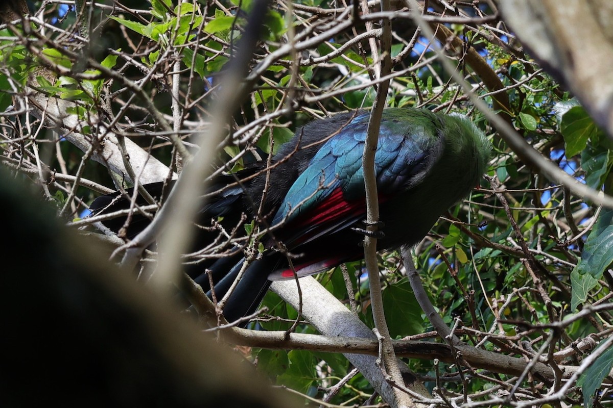 Knysna Turaco - ML645154572