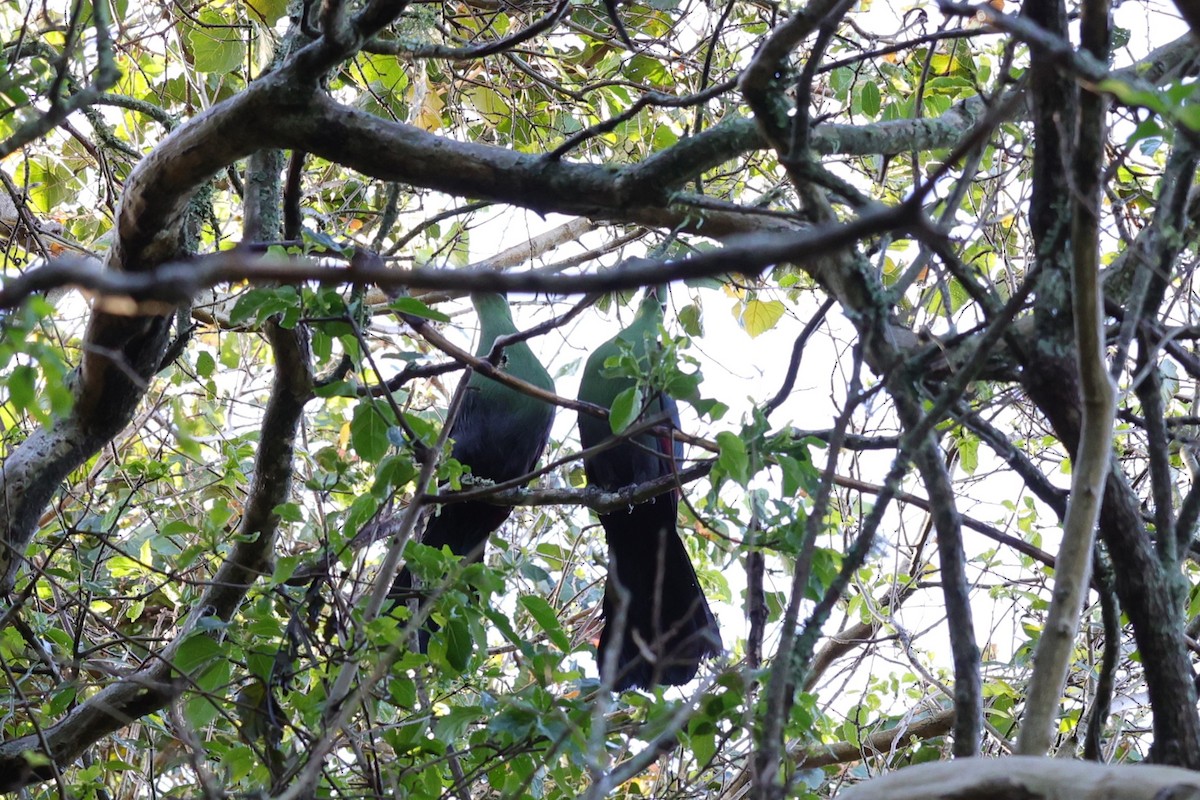 Knysna Turaco - ML645154573