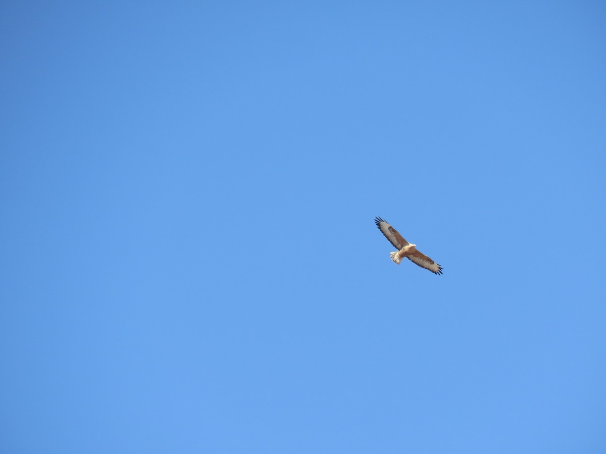 Курганник - ML645154575