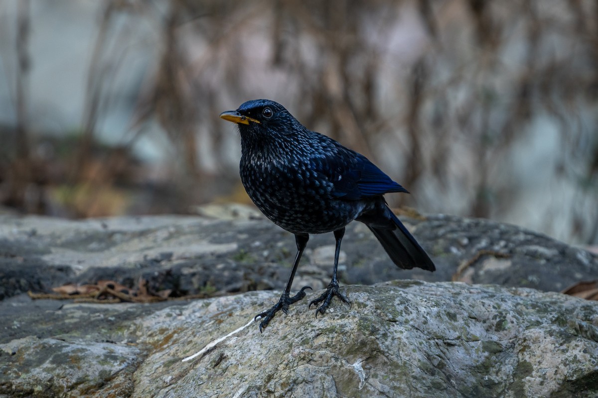Blue Whistling-Thrush - ML645154584