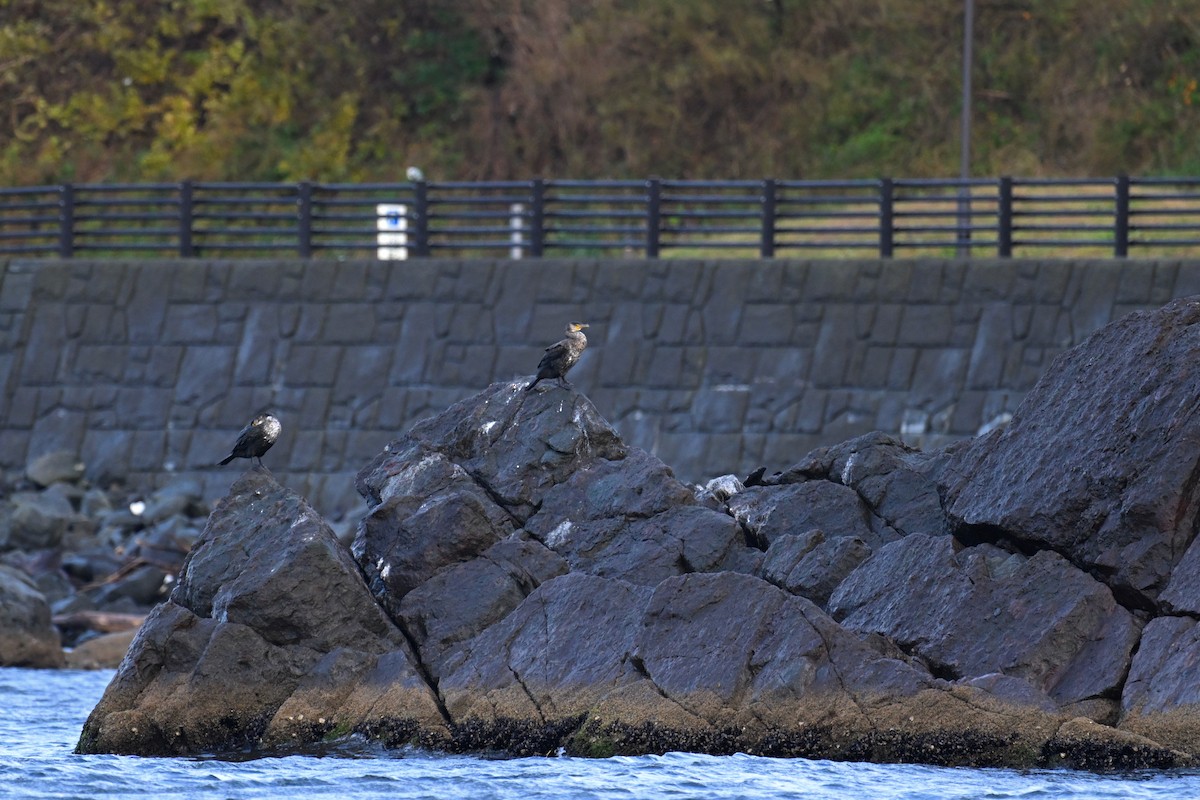 Japanese Cormorant - ML645154589