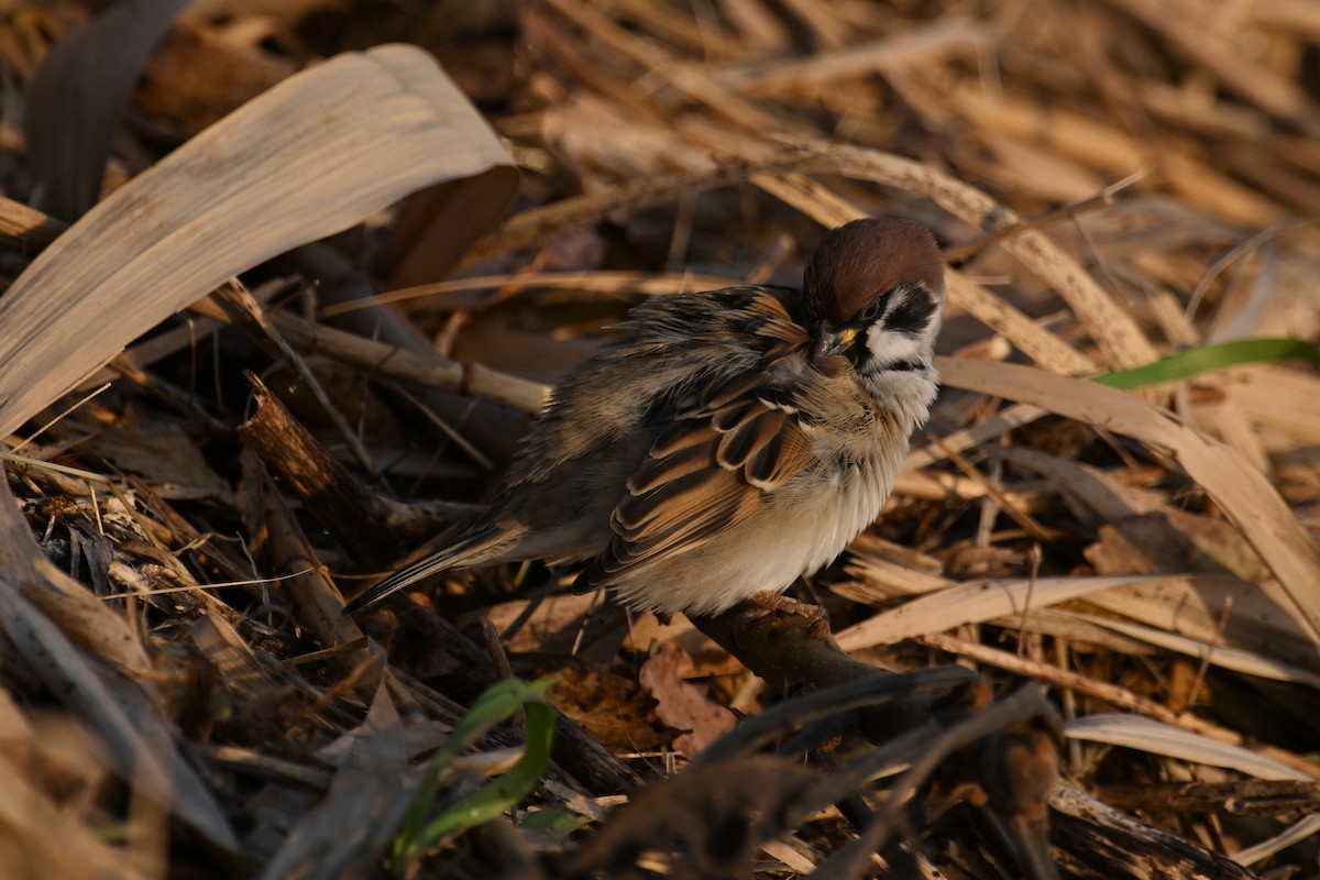Gorrión Molinero - ML645154605