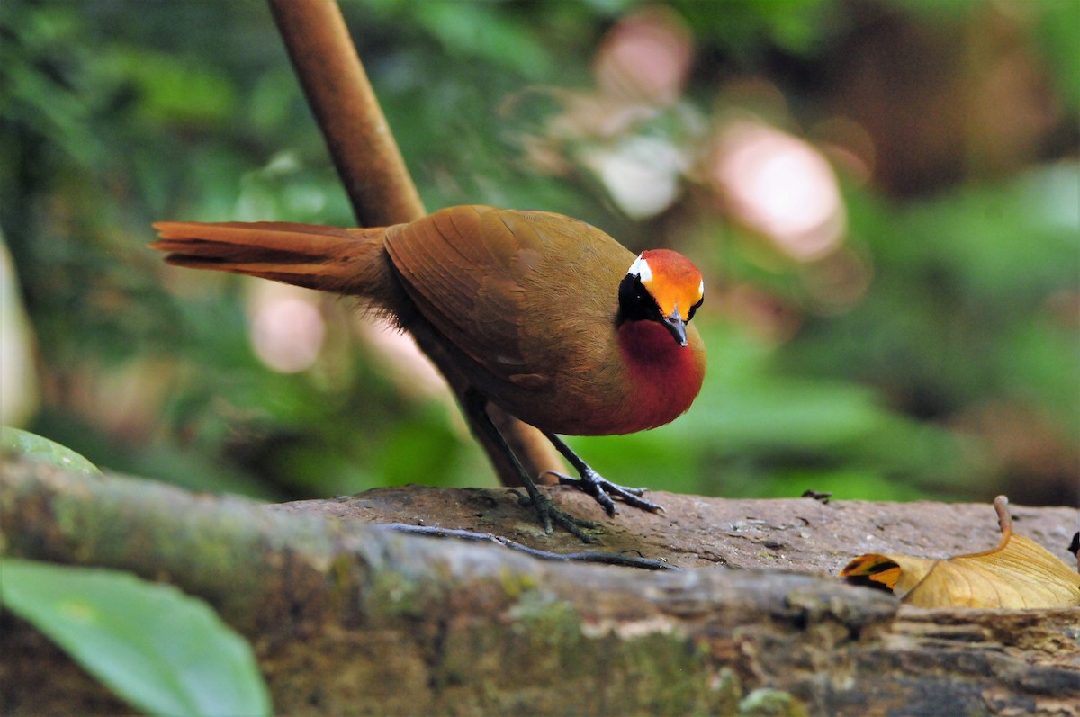 Malaysian Rail-babbler - ML64515461