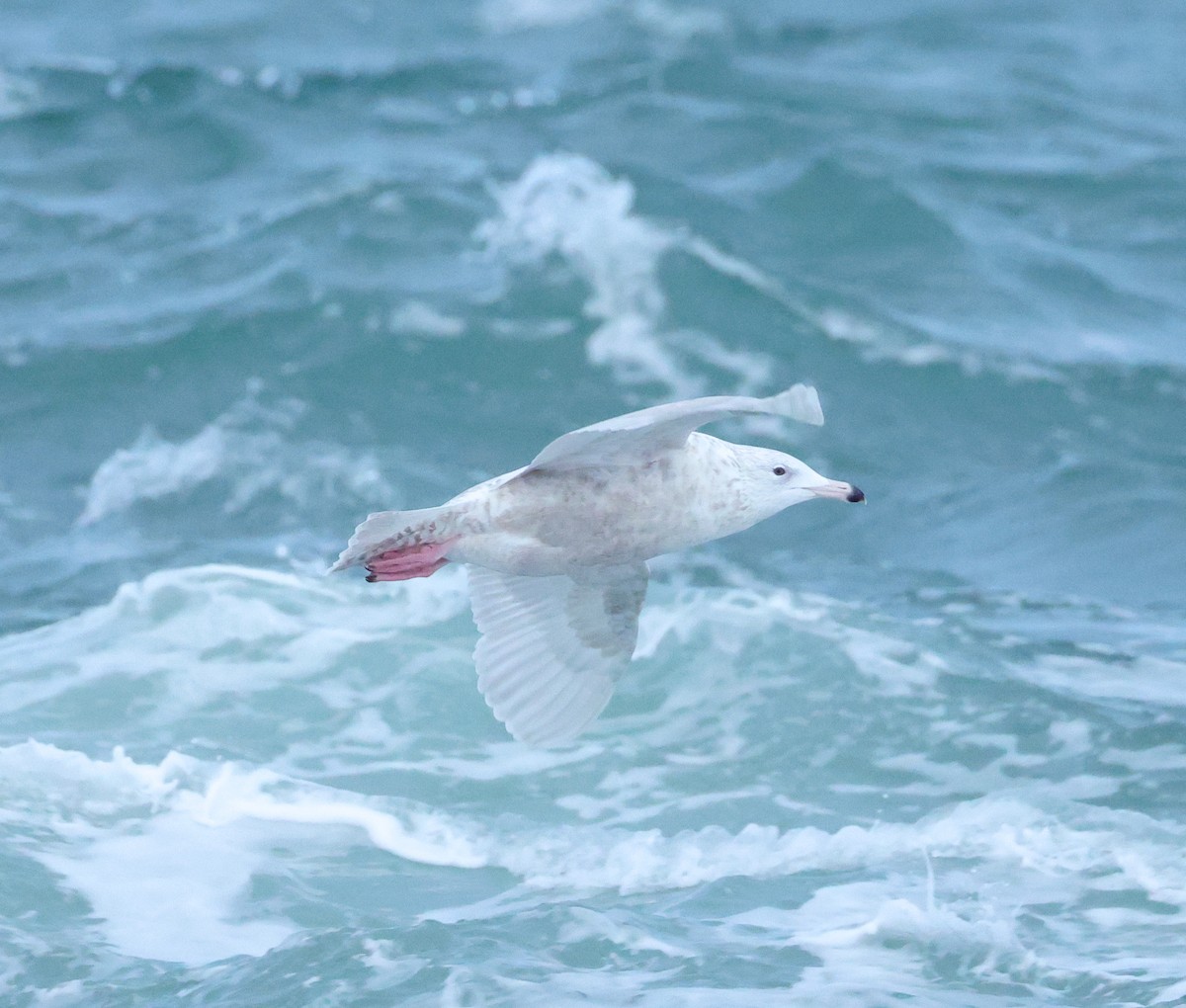 Бургомистр - ML645154643