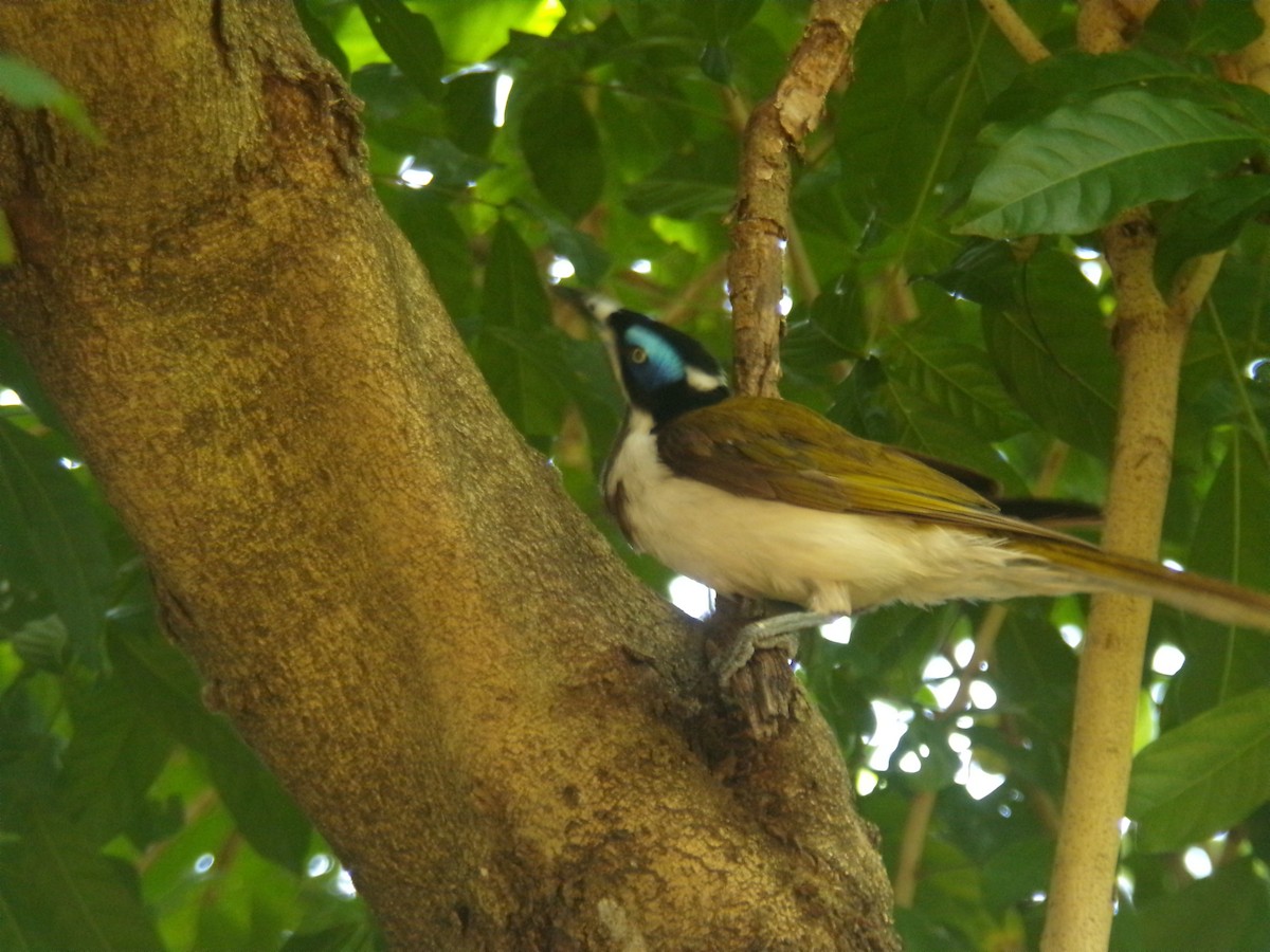Blue-faced Honeyeater - ML645154646