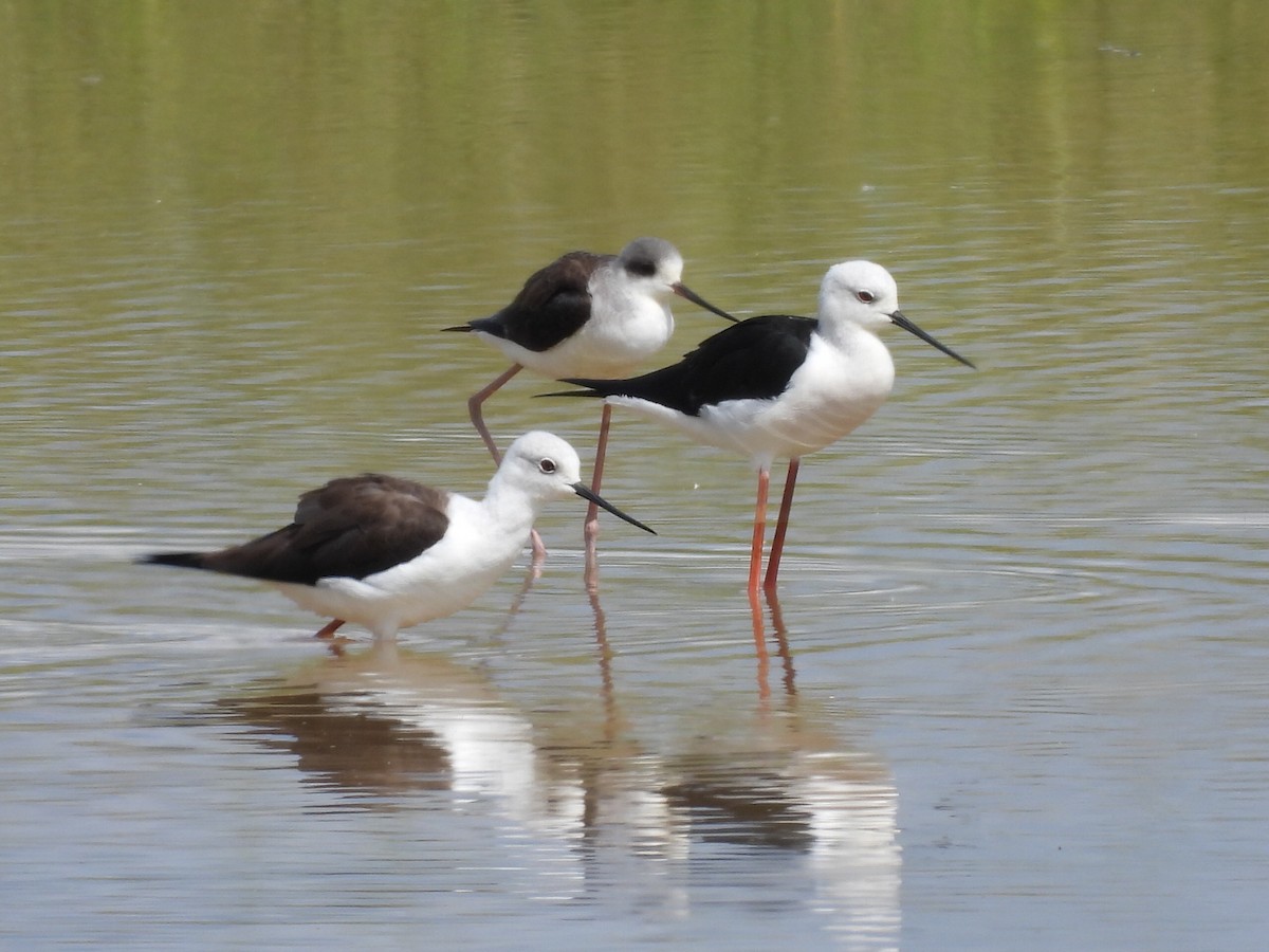 高蹺鴴 - ML645154651