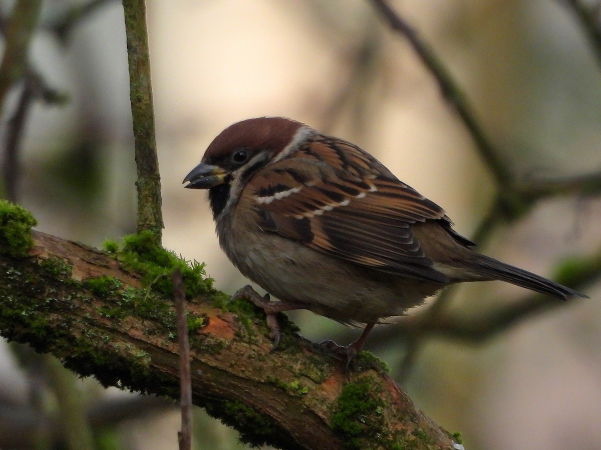 Gorrión Molinero - ML645154656