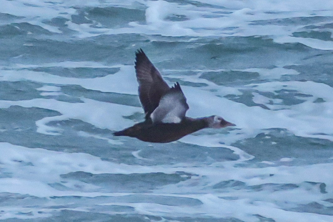 Spectacled Eider - ML645154657