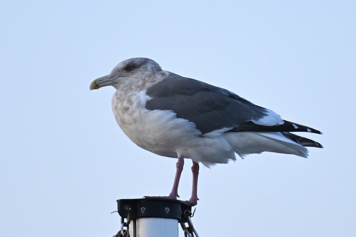 Slaty-backed Gull - ML645154668