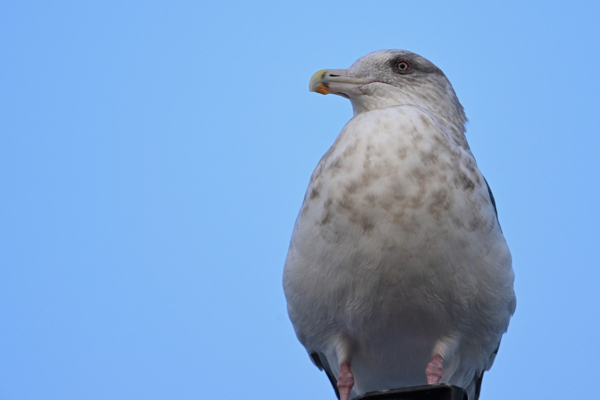 Slaty-backed Gull - ML645154669