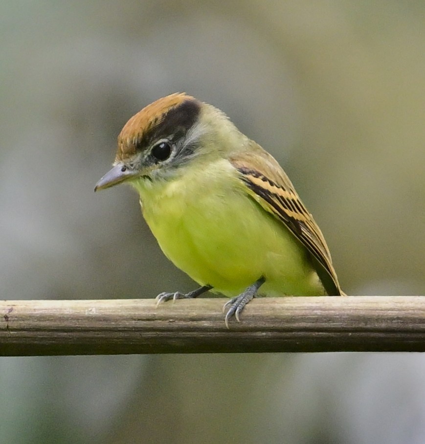 kryptobekard - ML645154675