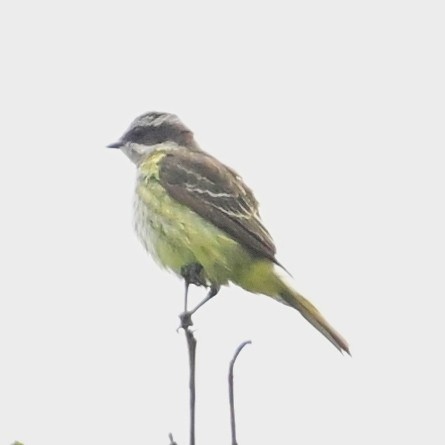 Piratic Flycatcher - ML645154685