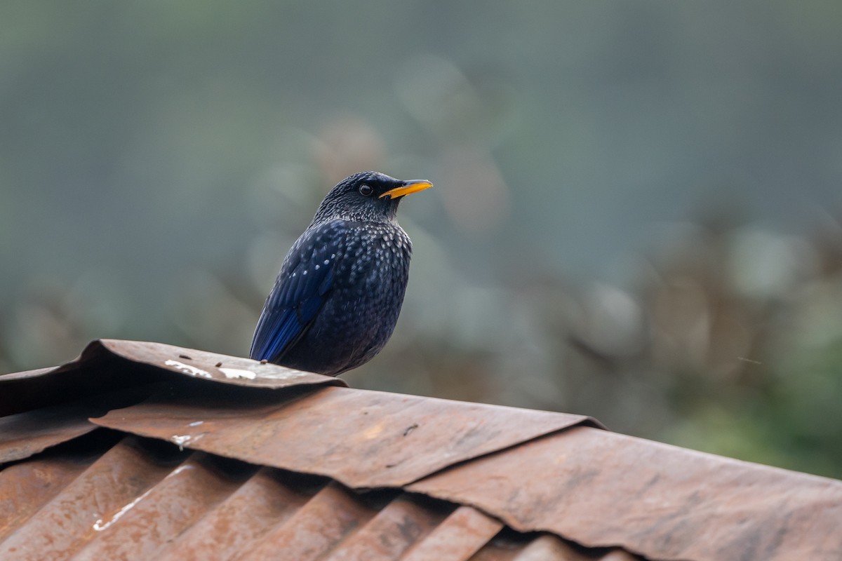 Blue Whistling-Thrush - ML645154693