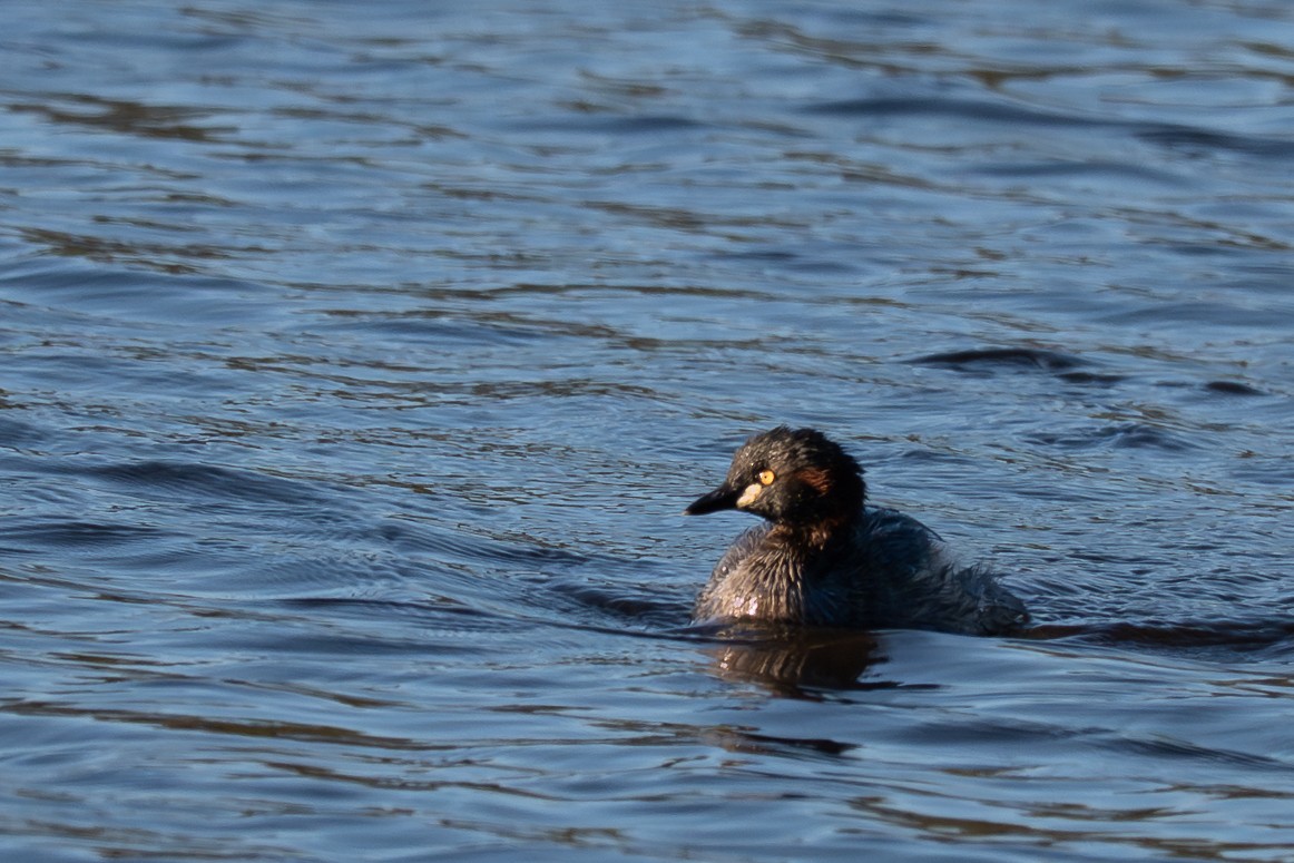 Australasian Grebe - ML645154705