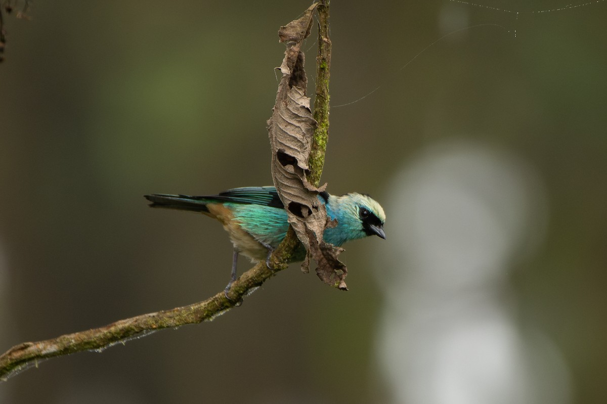 テリミドリフウキンチョウ - ML645154708