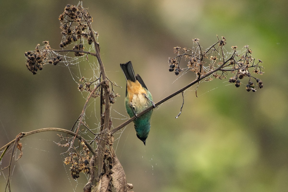 テリミドリフウキンチョウ - ML645154710
