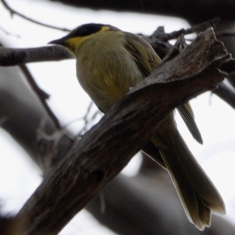 Yellow-tufted Honeyeater (Yellow-tufted) - ML645154712