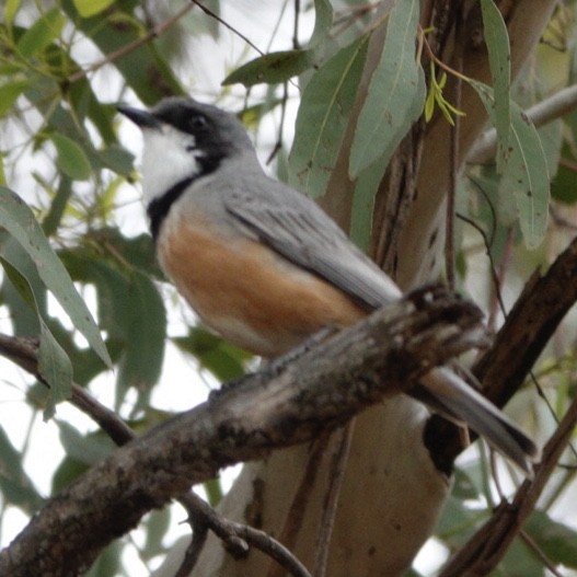 Rufous Whistler - ML645154714