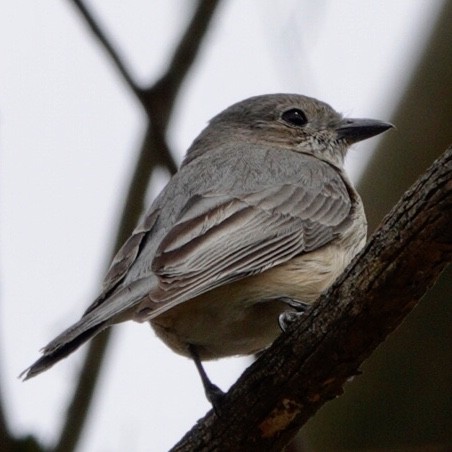 Rufous Whistler - ML645154715