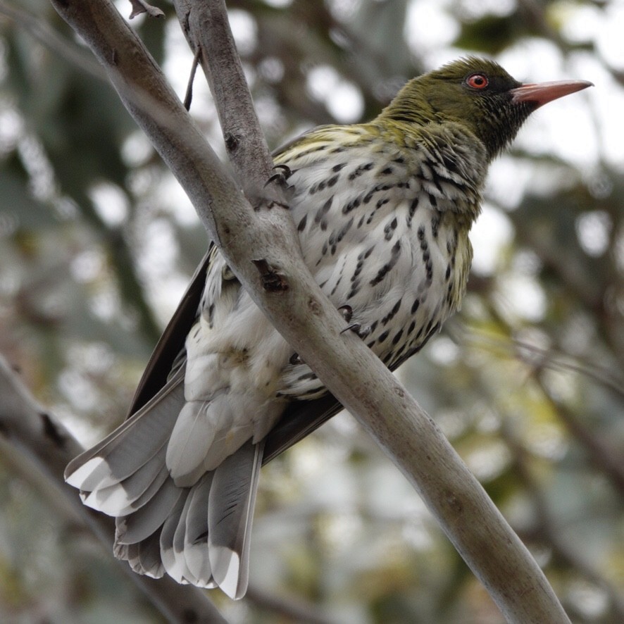 Olive-backed Oriole - ML645154718