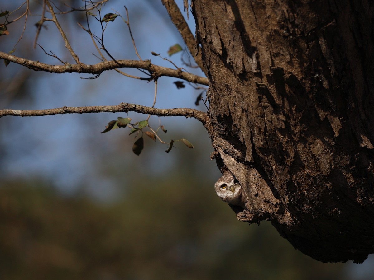 Chevêche brame - ML645154722