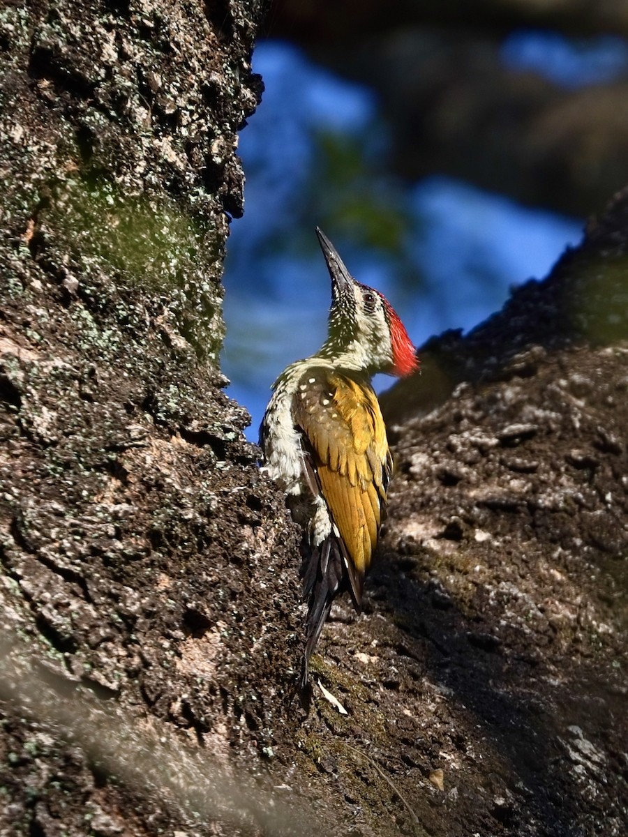 Pic du Bengale - ML645154727