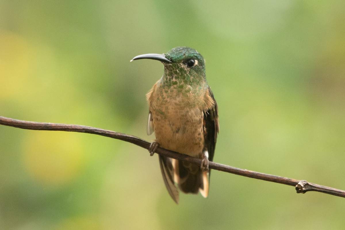 チャムネテリハチドリ - ML645154728