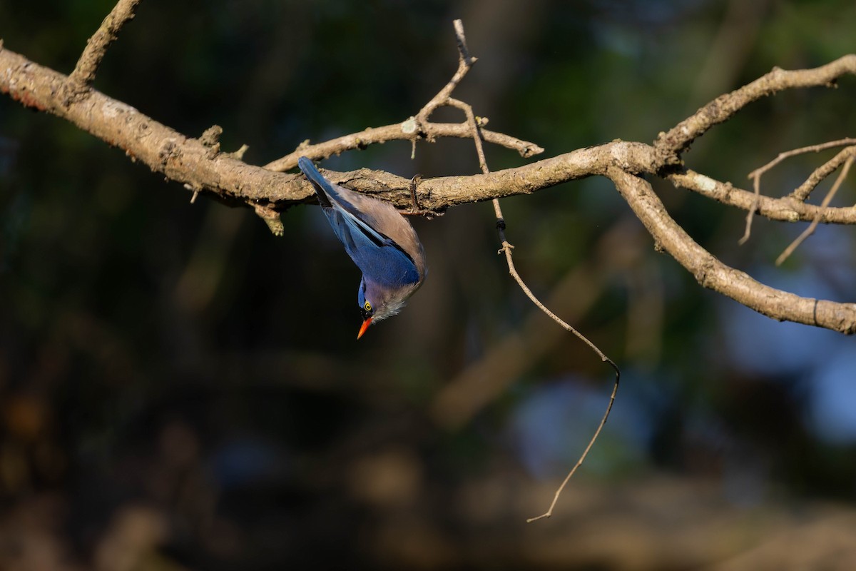 Velvet-fronted Nuthatch - ML645154730