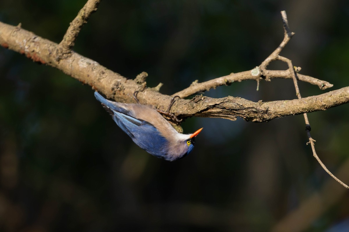 Velvet-fronted Nuthatch - ML645154731