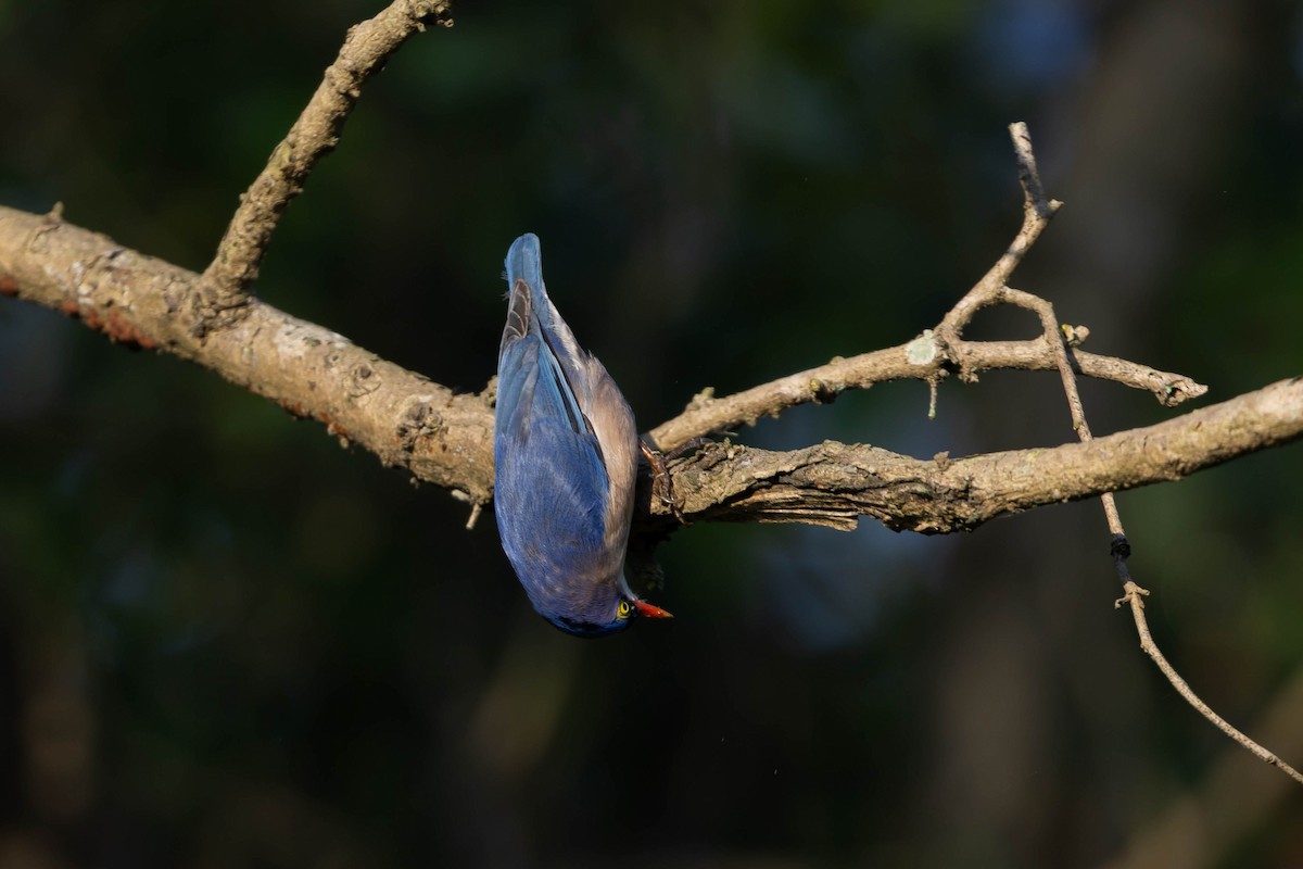 Velvet-fronted Nuthatch - ML645154732