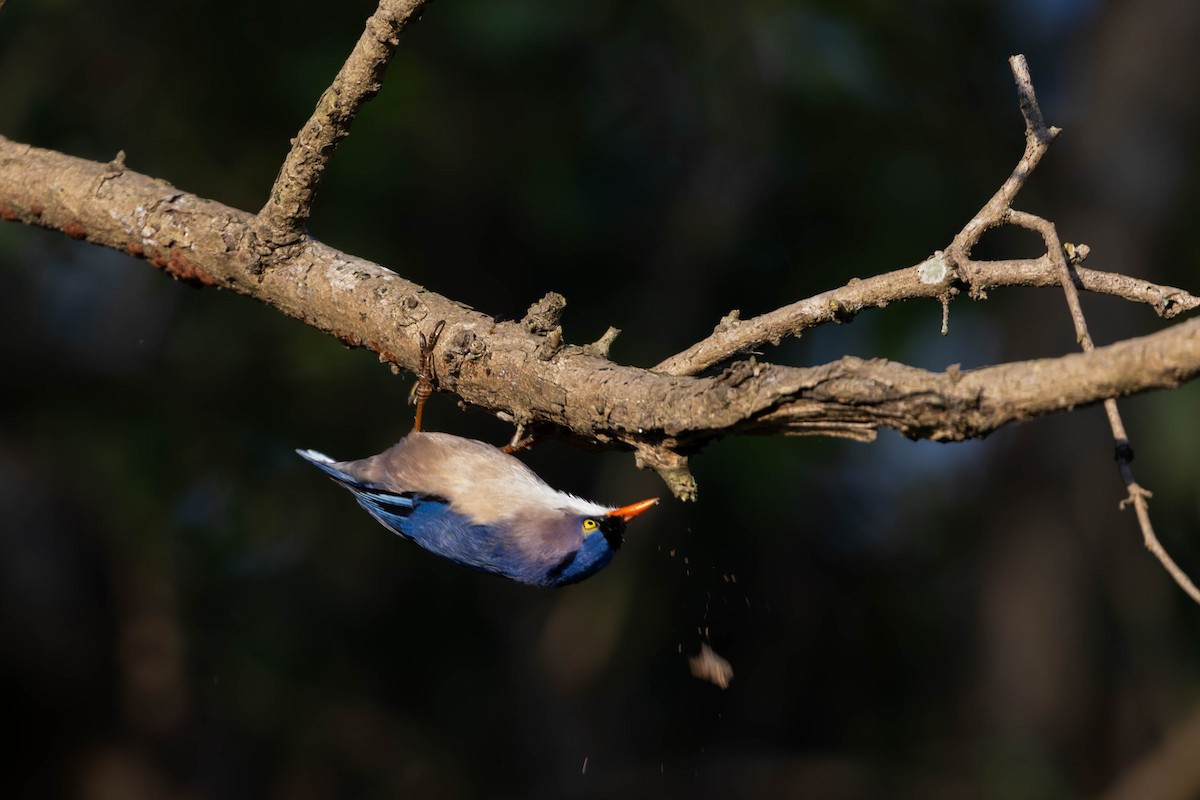 Velvet-fronted Nuthatch - ML645154733