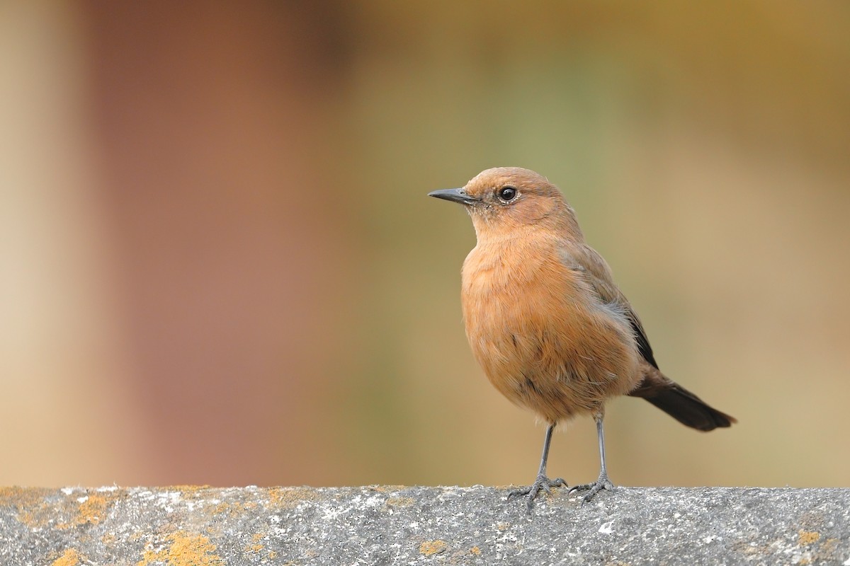 Traquet bistré - ML645154740