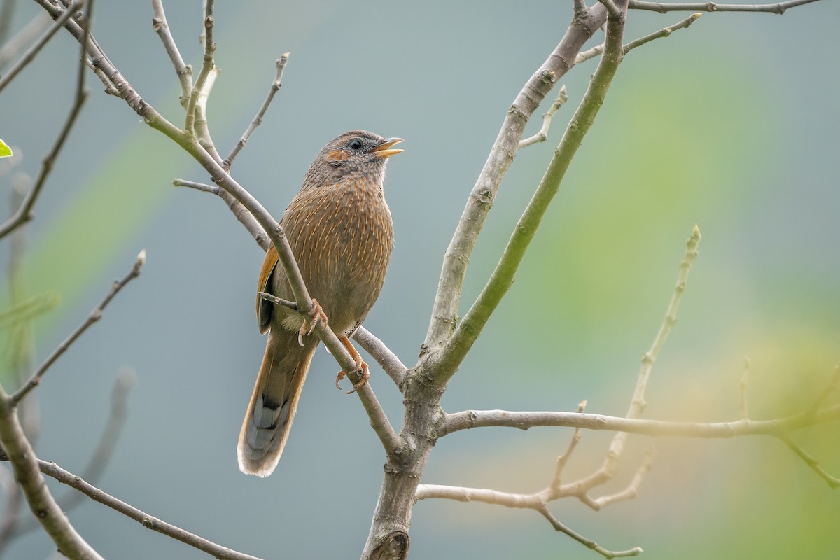 brunørelattertrost - ML645154748