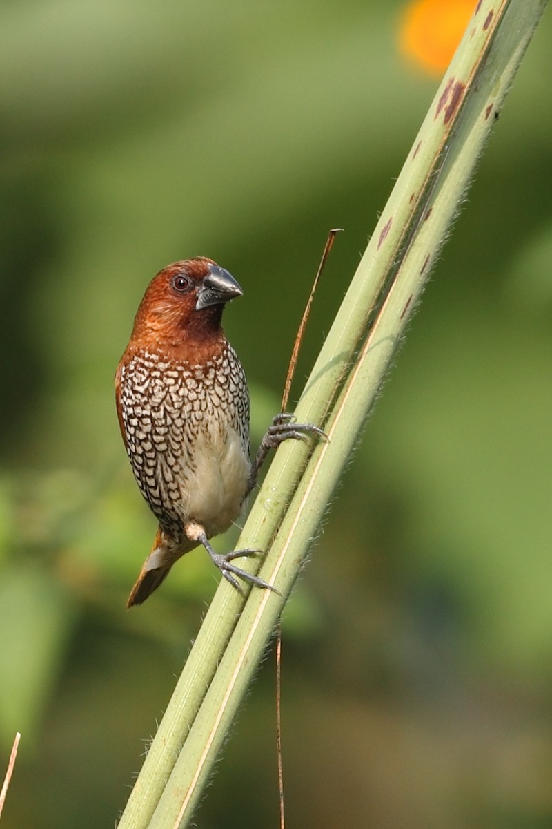 Capucin damier - ML645154751