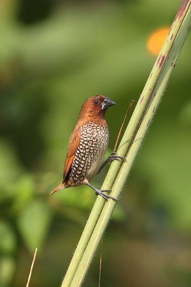 Capucin damier - ML645154752