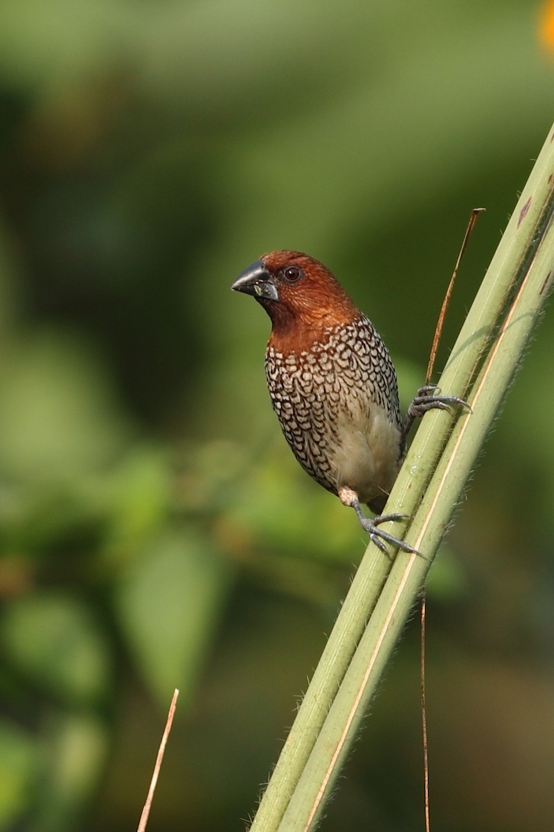 Capucin damier - ML645154753