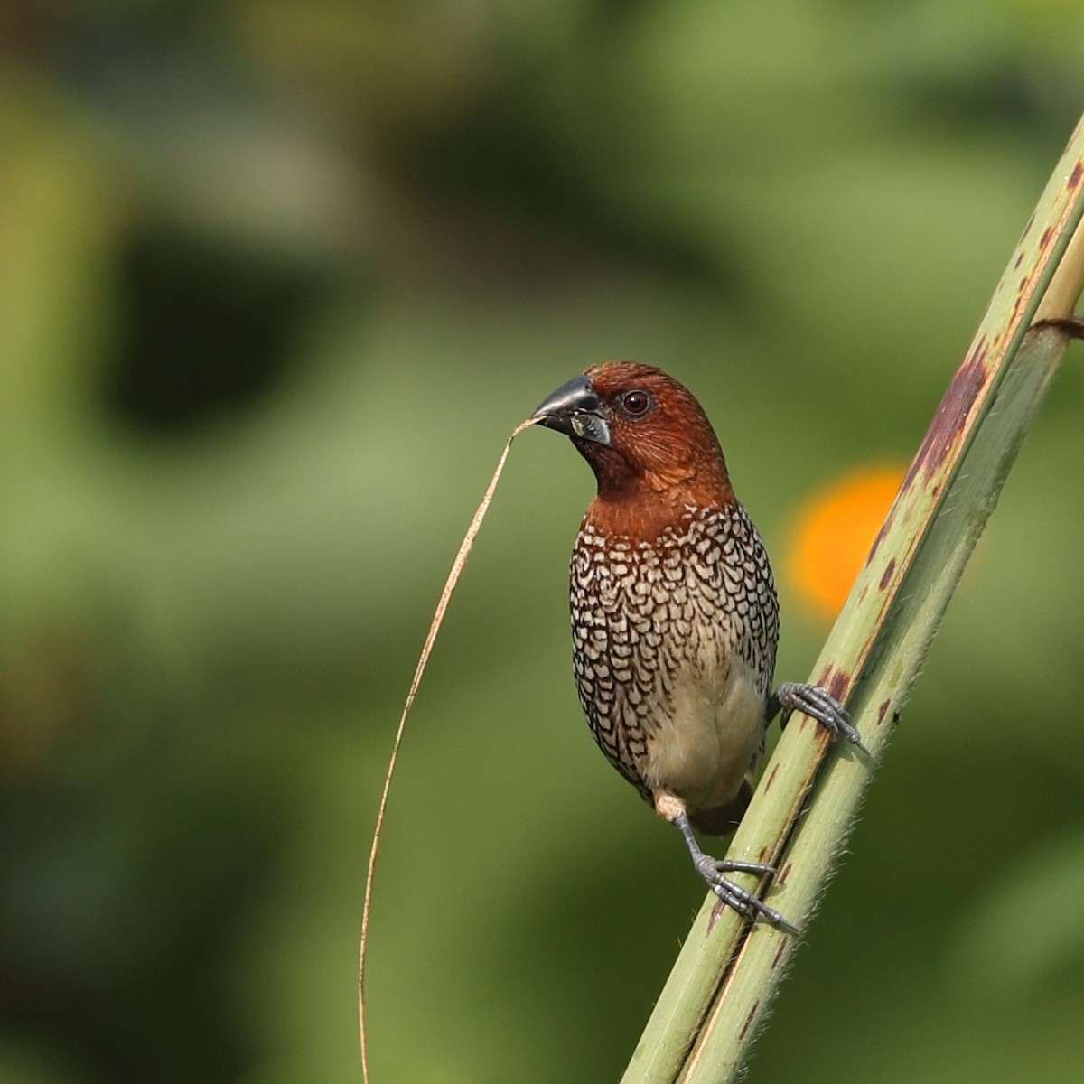 Capucin damier - ML645154754