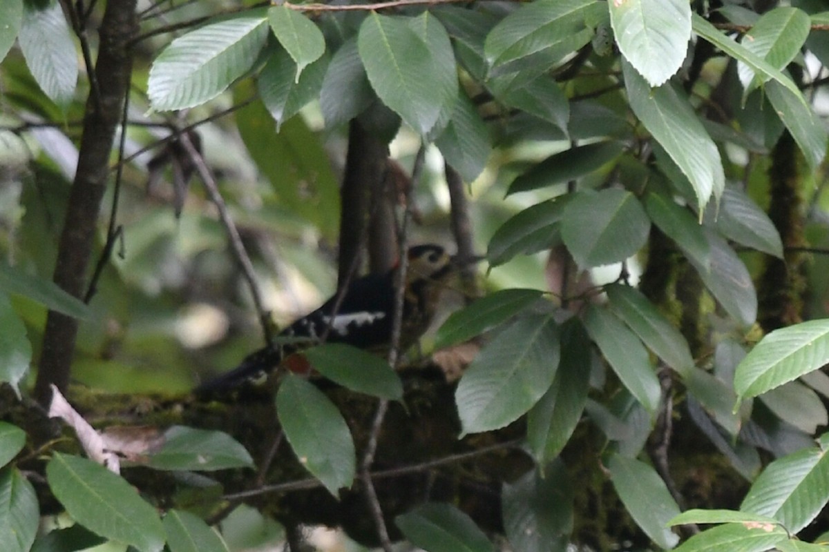 Сиккимский дятел - ML645154755