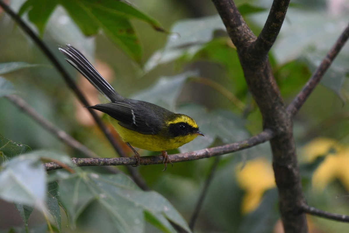 Yellow-bellied Fairy-Fantail - ML645154756