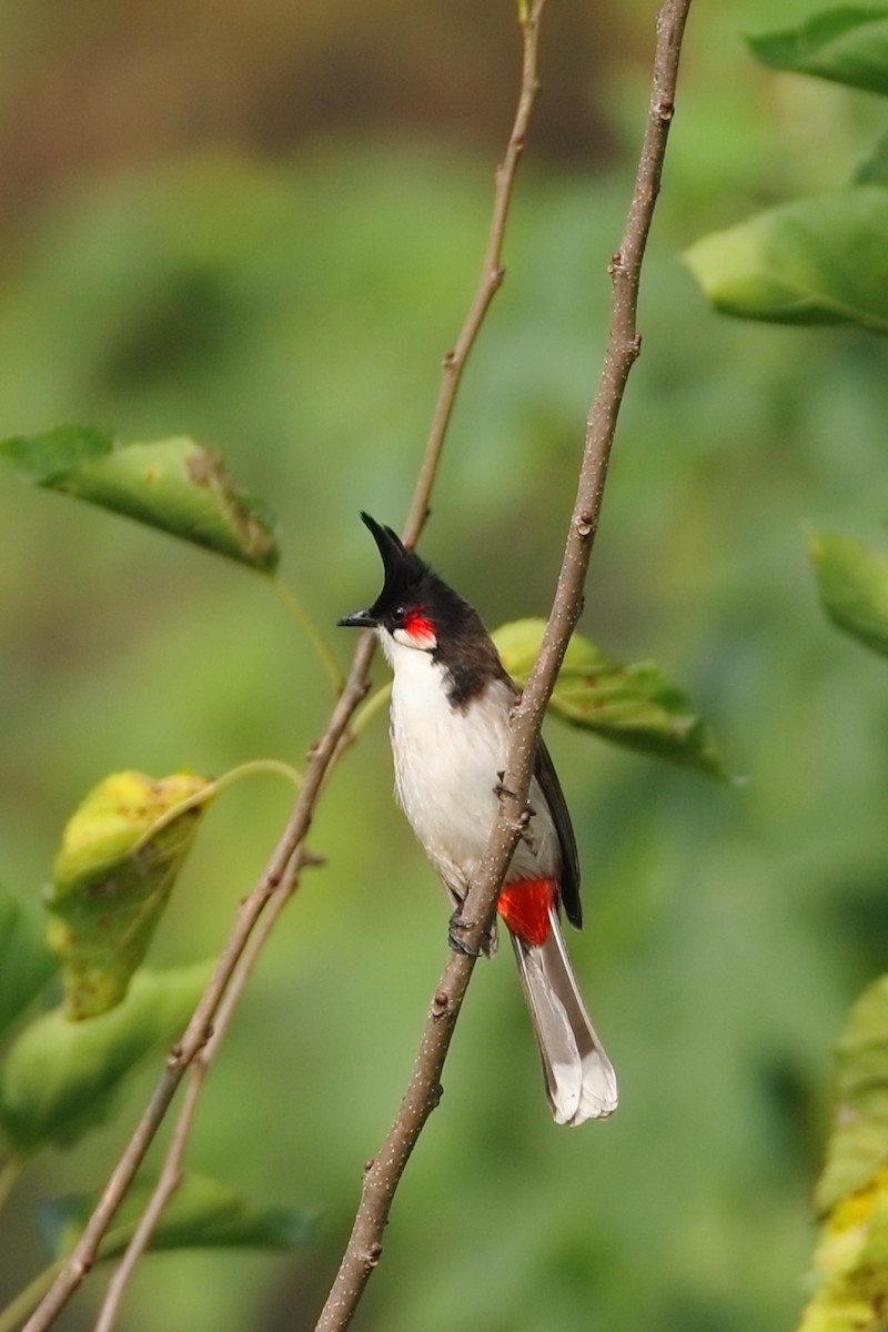 Bulbul orphée - ML645154757