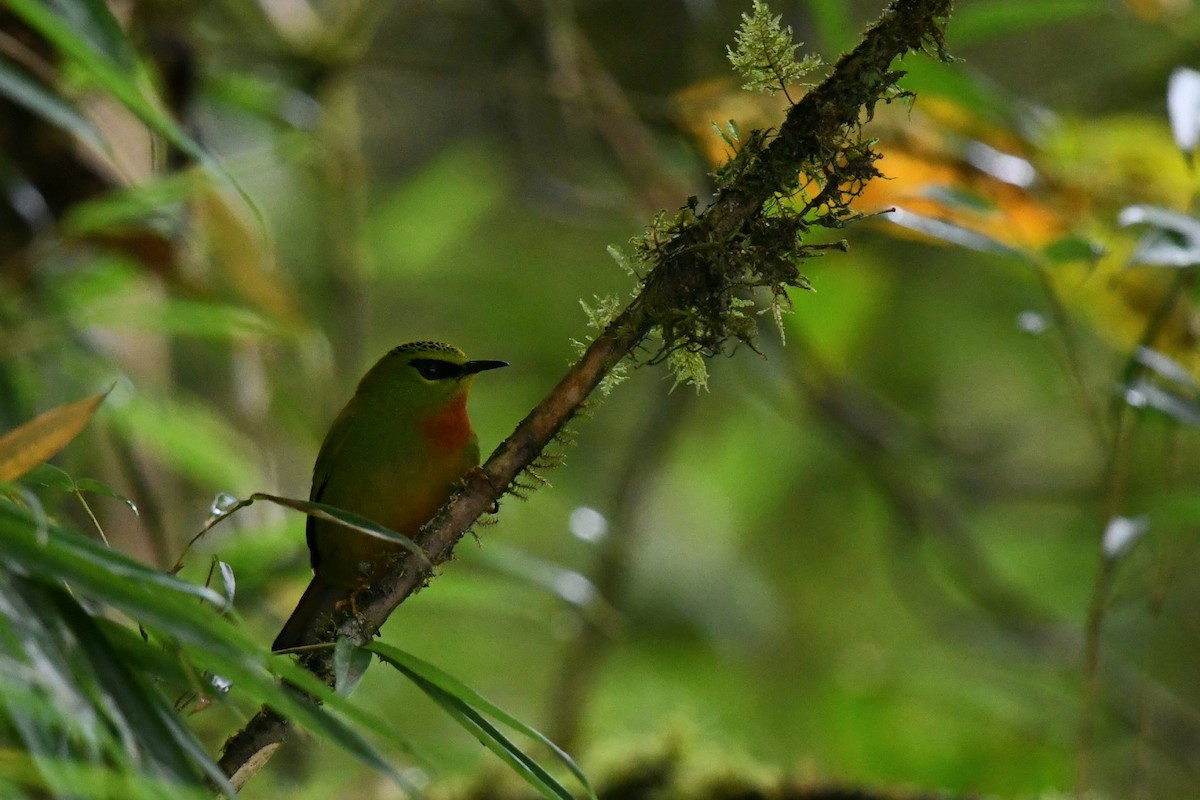 Fire-tailed Myzornis - ML645154762