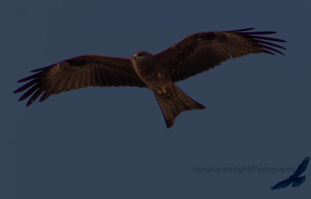 Black Kite - ML645154763