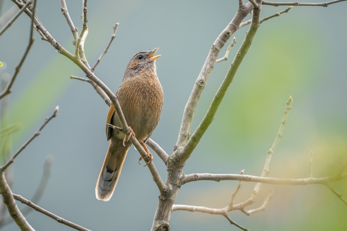 brunørelattertrost - ML645154771