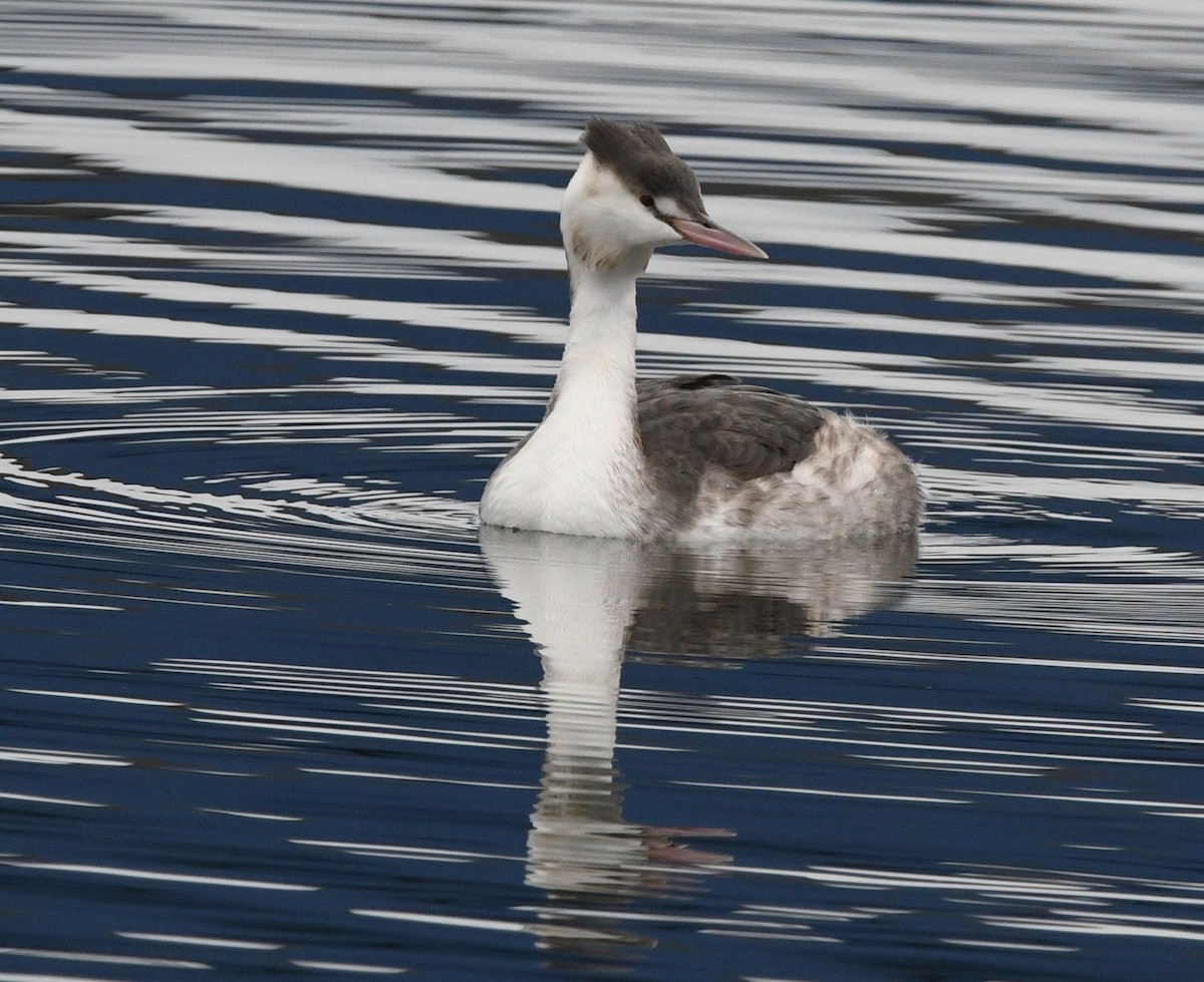 冠鸊鷉 - ML645154772