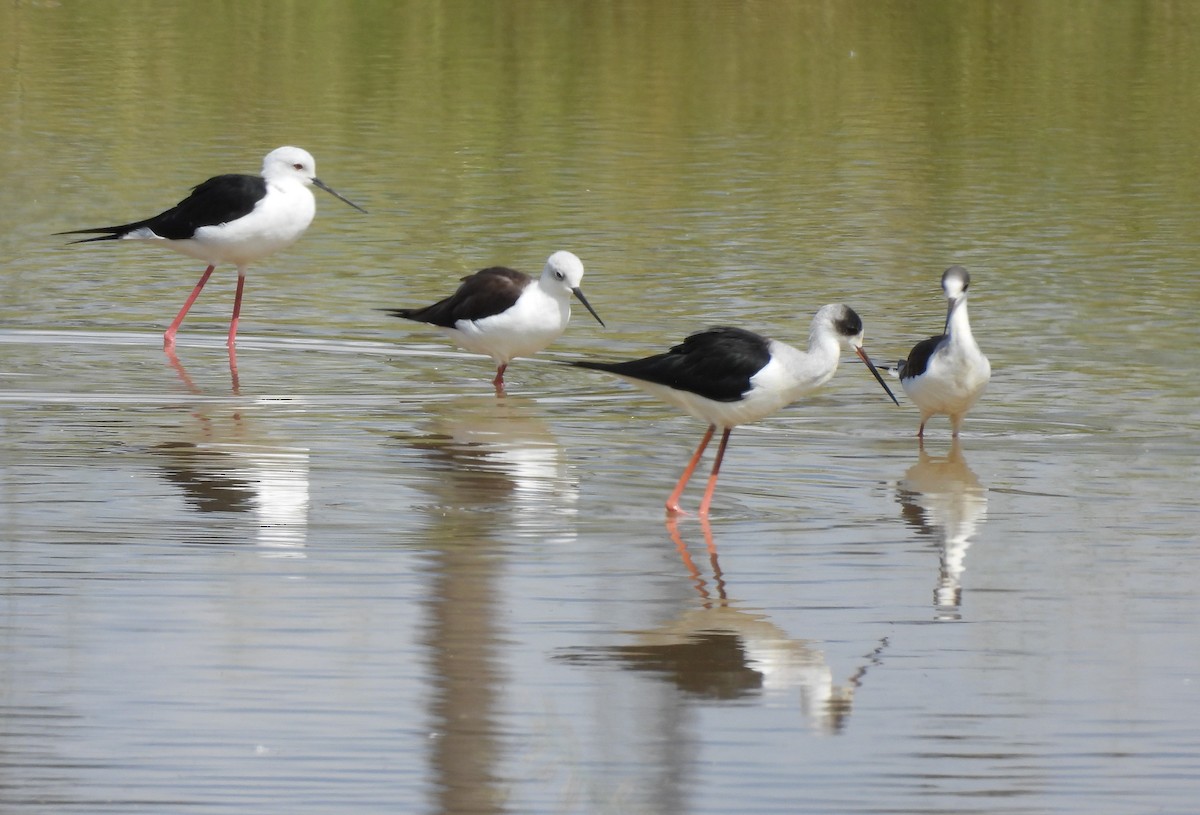 高蹺鴴 - ML645154775